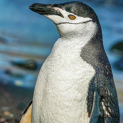 Wildlife Wall Art featuring the photograph Chinstrap Penguin Stands Proudly On Aitcho Islands by Steven Dos Remedios