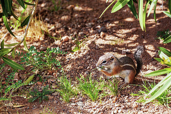 Squirrel in Lush Garden Photograph