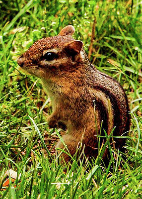 Wall Art featuring the photograph Chipmunk by John Linnemeyer