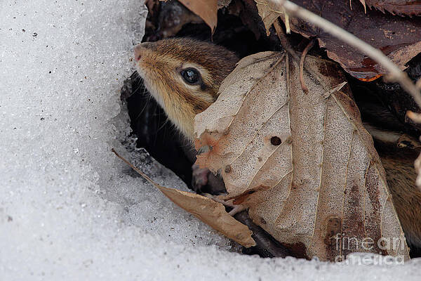 Winter Photograph - Chipmunk Late Winter by Natural Focal Point Photography