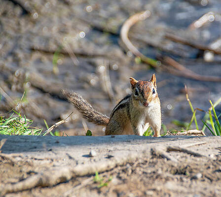 Wildlife Photograph - Chipmunk Poses On A Log by John Twynam