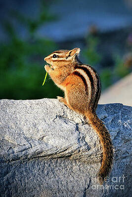 Wildlife Photograph - Chipmunk by Thomas Nay