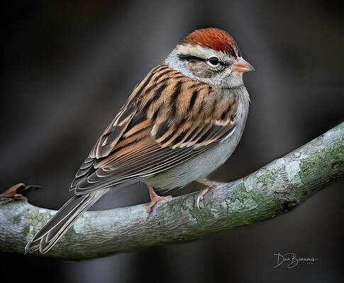 Wildlife Photograph - Chipping Sparrow 6410 by Dan Beauvais