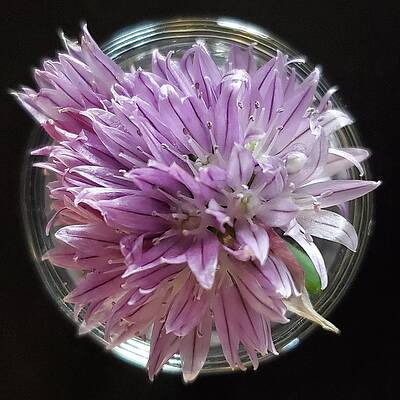 Pink Wall Art featuring the photograph Chives by Joy Garso