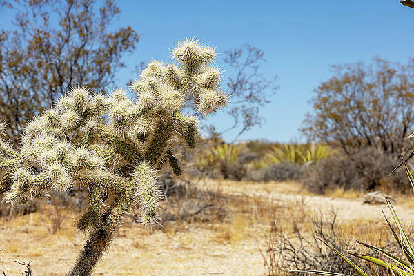 California Photograph - Cholla Cactus At Joshua Tree National Park by John Twynam