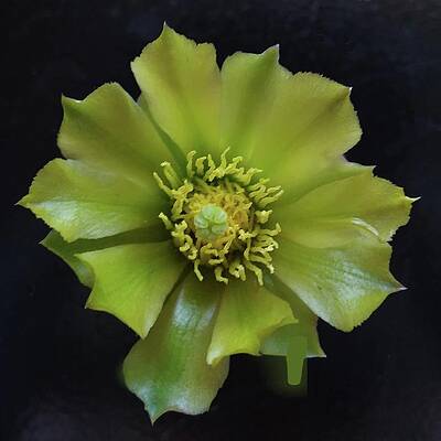 Green Photograph - Cholla Cactus by Joy Garso