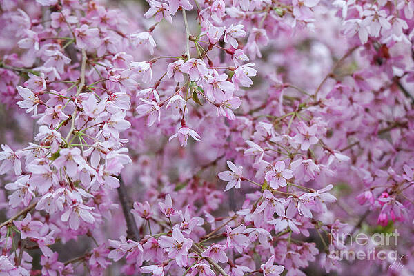 Spring Photograph - Chorus Of Pink Blossoms by D Lee