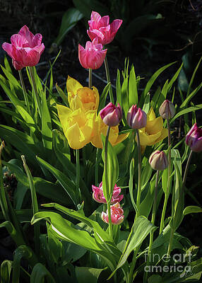 Green Photograph - Chorus Of Tulips And Daffodils by D Lee