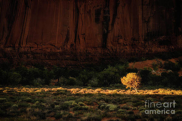 Solitary Tree in Desert Landscape Photograph