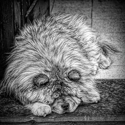 Wall Art featuring the photograph Chow Dog Taking A Nap BW by Tatiana Travelways