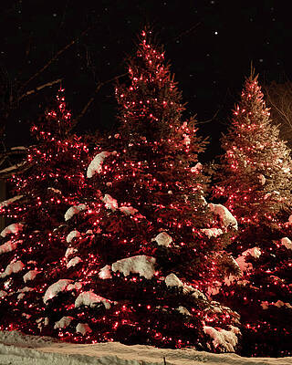 Wall Art featuring the photograph Christmas Adam Star_1580 by Linda Triplett