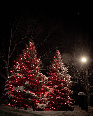 Wall Art featuring the photograph Christmas Trees_8405 by Linda Triplett