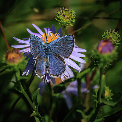 Flower Photograph - Chromatic Convergence by Tim Lyden