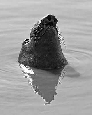 Animal Photograph - Chubby Sausage - Northern Elephant Seal, California by KJ Swan