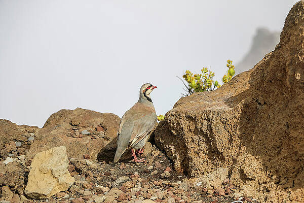 Island Wall Art featuring the photograph Chukar Partridge At Haleakala by Dawn Richards