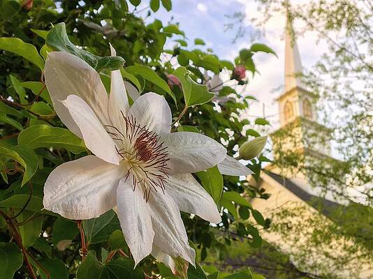 Southern Wall Art featuring the photograph Church Clematis by Greg Lane