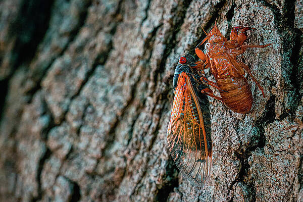 Tree Photograph - Cicada - Reason For Living by Robert Niemeier