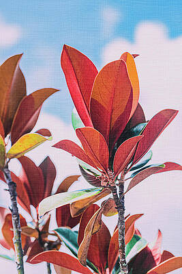 Summer Wall Art featuring the photograph Circus In The Sky by Shannon Williams