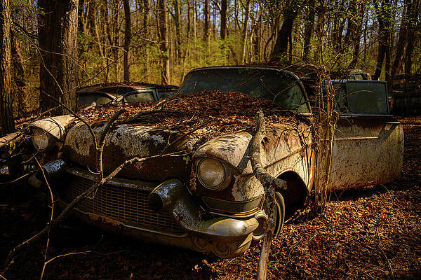 Abandoned Classic Cars in Forest Wall Art