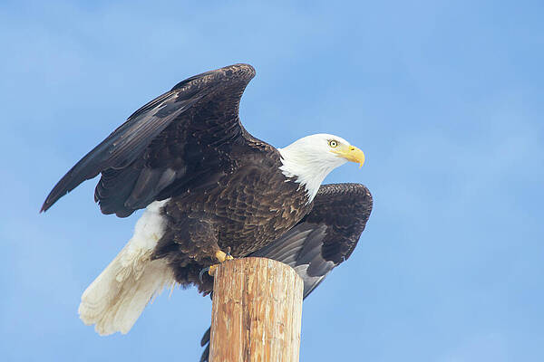 Moody Wall Art featuring the photograph Clear For Takeoff by Mike Lee