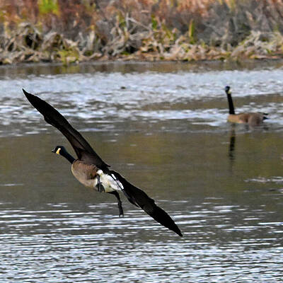 Wall Art featuring the photograph Cleared For Landing by Harry Banks