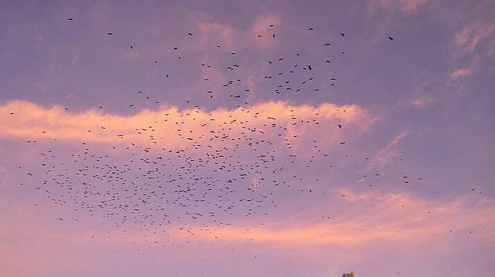 Pretty Photograph - Clearwater Beach Birds Going To Bed by Doreen Rosselli