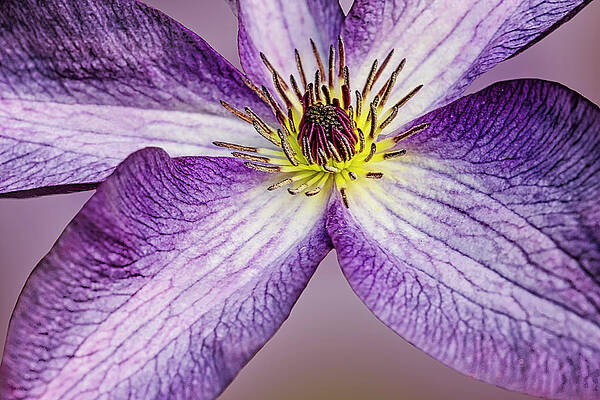 Flower Photograph - Clematis Up Close by Susan Candelario