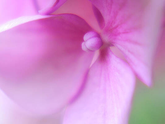Close-Up of Pink Petals Wall Art