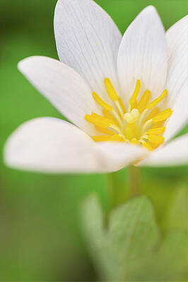 Close-Up of a Bloodroot Wildflower by Michael Collins