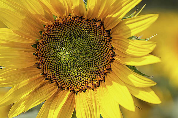 Close-Up of a Bright Sunflower Wall Art