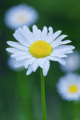 Close-Up of a Dew-Kissed Daisy Photograph