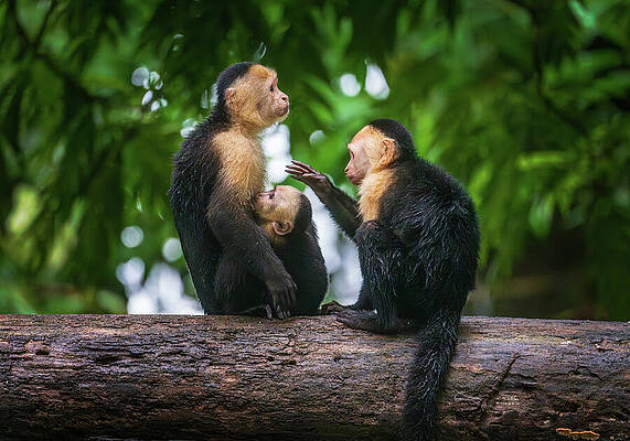 Capuchin Monkeys on a Branch Wall Art