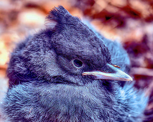 Close-Up of a Blue Jay Wall Art