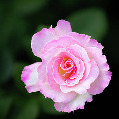 Close-Up of a Pink Rose Wall Art