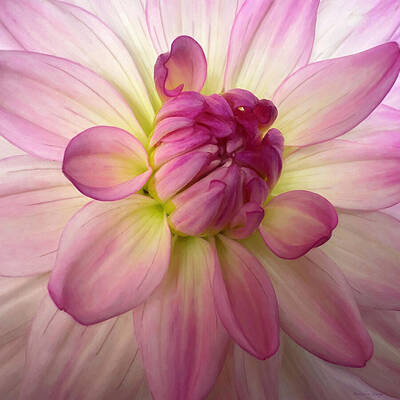 Close-Up of a Vibrant Dahlia Bloom Wall Art