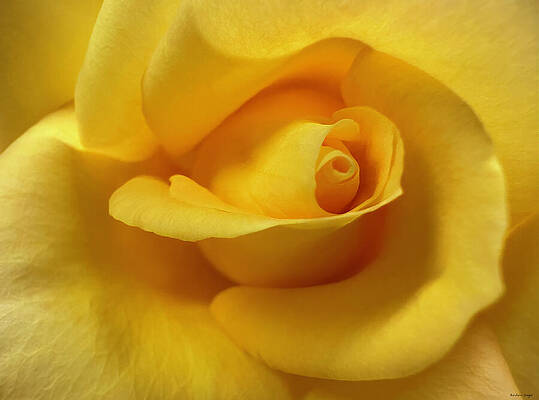 Close-Up of a Yellow Rose by Barbara Siegel