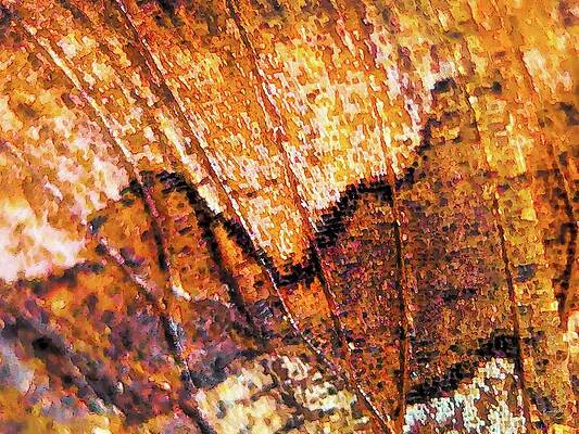Close-up of Autumn Leaf Photograph