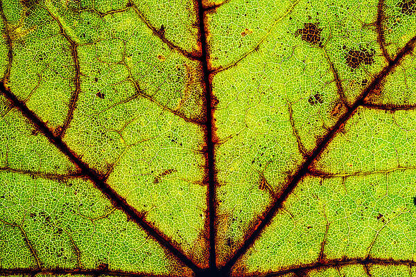 Close-Up of Leaf Veins Wall Art