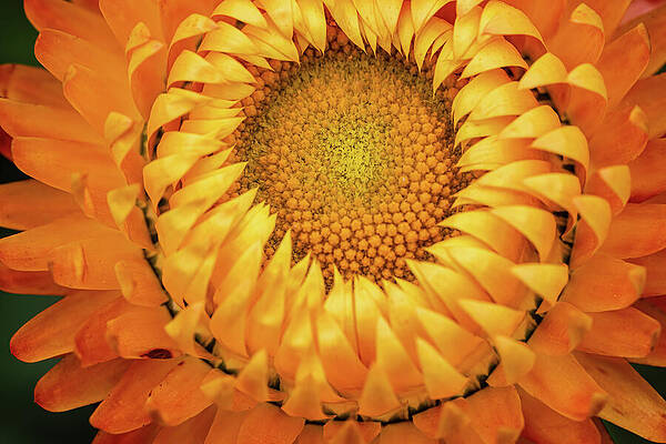 Close-Up of Orange Flower Wall Art