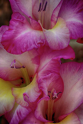 Colorful Photograph - Close-up Of Pink Iris Flowers by Charles Floyd
