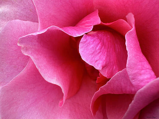 Close-Up of Pink Rose Petals by Barbara Siegel