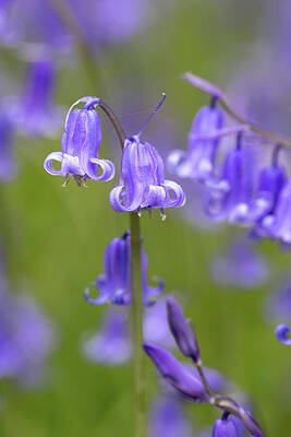 Close-Up of Purple Bell Flowers Wall Art