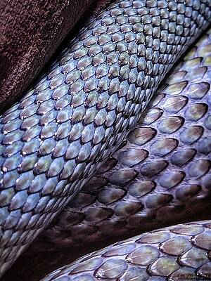 Close-up of Serpent Scales Wall Art