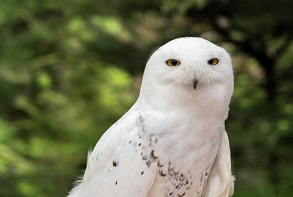 Wall Art featuring the photograph Close Up Of Snowy Owl Against Green Rainforest In Summer by Steven Heap
