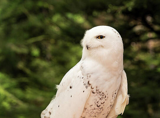 Wall Art featuring the photograph Close Up Of Snowy Owl Against Green Rainforest by Steven Heap