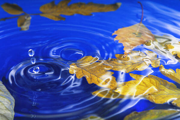 Photograph - Close Up Of The Autumn Leaves In  Water And Splash by Severija Kirilovaite