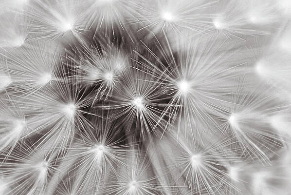 Photograph - Close Up Of The Black And White Dandelion Clock by Severija Kirilovaite