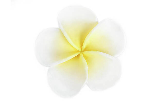Summer Wall Art featuring the photograph Close Up Of The Frangipani Jepun Flower Isolated On White by Severija Kirilovaite