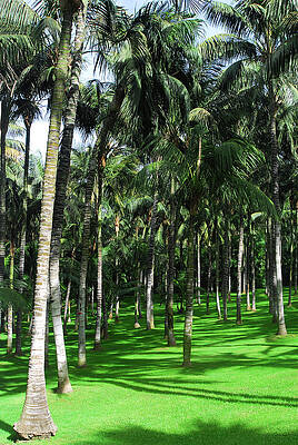 Summer Wall Art featuring the photograph Close Up Of The Golf Course With Palm Trees by Severija Kirilovaite