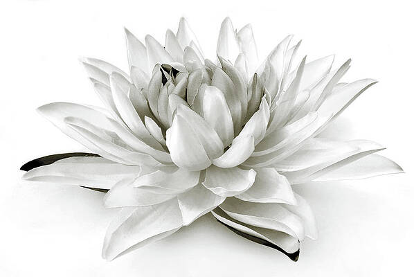 Summer Wall Art featuring the photograph Close Up Of The Lilly Black And White by Severija Kirilovaite